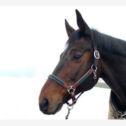 Timbio - Anatomisk Lrgrime