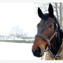 Timbio - Anatomisk Lrgrime