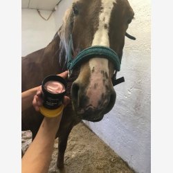 Sun Block (solkrem) til hest fra Heimer