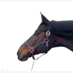 Timbio - Anatomisk Lrgrime