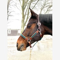 Timbio - Anatomisk Lrgrime